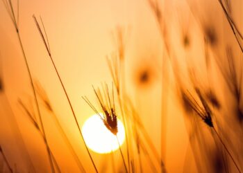 El Niño Watch Calls for Risk Mitigation