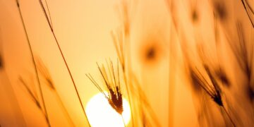 El Niño Watch Calls for Risk Mitigation