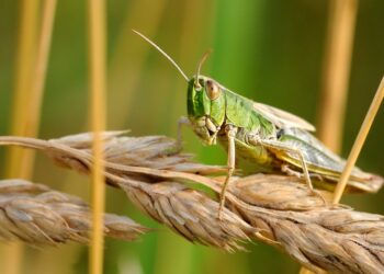 Missing Plants Could Signal Early Grasshopper Feeding