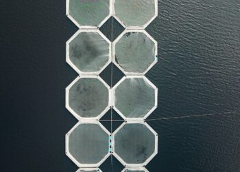 Using AI to Improve Barramundi Farming