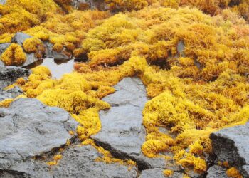 Where has Florida’s Seagrass Gone?