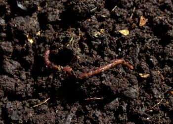 Earthworms Boost Global Crop Production by 140 Million Tons
