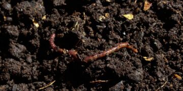 Earthworms Boost Global Crop Production by 140 Million Tons
