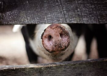 Protecting the U.S. Pork Industry from African Swine Fever