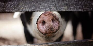 Protecting the U.S. Pork Industry from African Swine Fever
