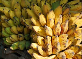 Brazil’s Fruit Sector Shines in Global Agriculture