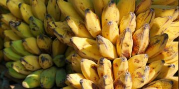 Brazil’s Fruit Sector Shines in Global Agriculture